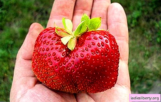 Avantages de la fraise Gigantella: caractéristiques de la variété et sa description. Comment faire pousser correctement les fraises "Gigantella": les subtilités des variétés de plantation, la technologie de soin