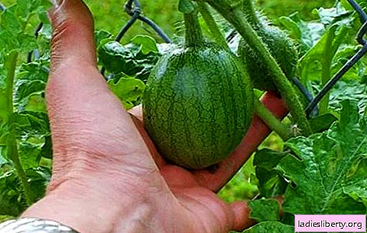 Årsager og symptomer på infektion, hvor man planter vandmeloner meloner og kalebasser. Hvad skal man gøre, hvis bladlus begynder på vandmeloner?