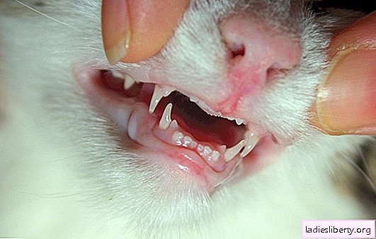 Causas de pérdida de dientes en gatitos: patología y norma. El gatito perdió un diente: qué hacer, ¿es normal o una enfermedad?