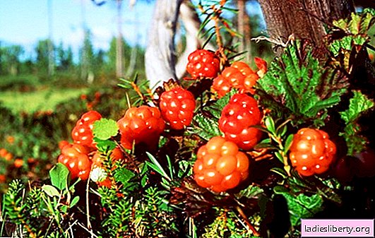Application in folk medicine cloudberries: useful properties. Female berry cloudberries: contraindications