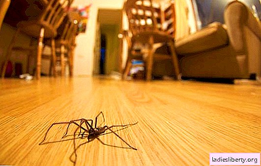 Tegn om edderkopper: afdækning af skæbnen