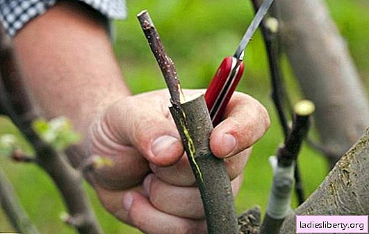 Vaccination of an apple tree is a responsible matter: how to plant an apple tree in spring. The secrets of apple tree vaccination in spring - for beginners in detail