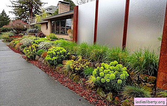 Problems of landscape design: what to plant in problem areas