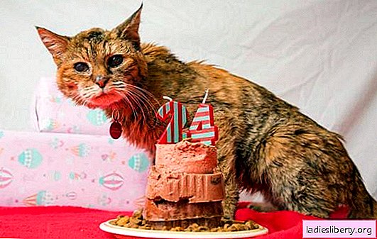 Macska hosszú élettartama: az élet szakaszai, amelyek befolyásolják a hosszú élettartamot, az öregedés jeleit