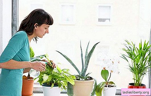 Las plantas de interior simples protegen contra los resfriados y la gripe