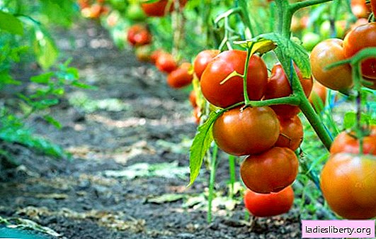 Variétés de tomates éprouvées pour l'Oural et la Sibérie: les meilleures variétés pour les sols ouverts et les serres. Les tomates les plus fructueuses pour l'Oural: comment choisir les meilleures variétés