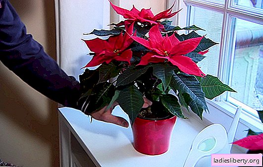 Poinsettia: home care (photo). The main problems in the care of poinsettia at home