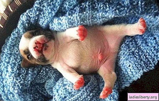 Umbilical hernia in a puppy: causes, clinical manifestations and diagnosis. Home and surgical methods for treating the disease