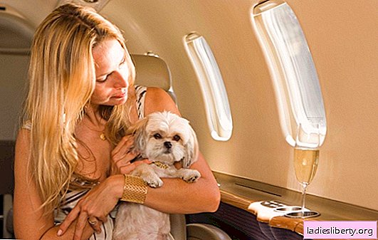 السفر مع حيوان أليف. قواعد نقل الكلاب ، ما هي المستندات المطلوبة ، وكيف ينبغي نقل الكلاب على الطائرات