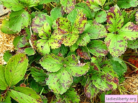Stains on strawberry leaves: brown, rusty, brown - why did they appear? Control measures for brown spots on strawberry leaves