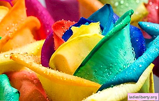 Rainbow roses are the most unusual living roses in the world. How to grow roses that combine all the colors of the rainbow?