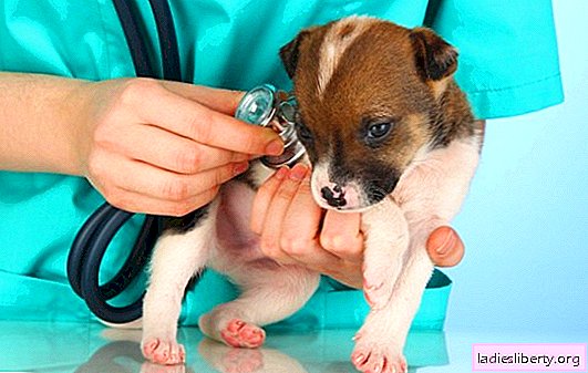 Rakhitis pada anak anjing: penyebab, gejala dan diagnosis. Bagaimana cara mengobati rakhitis pada anak anjing?
