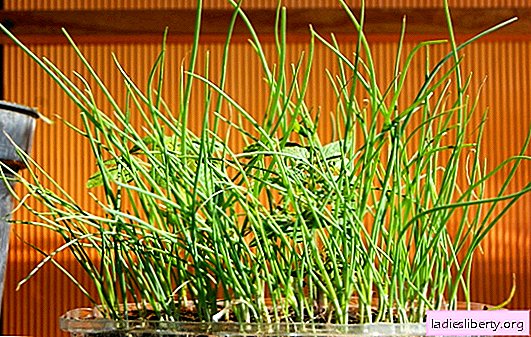 Exibishen onion seedlings - growing at home and on the site. How to choose seeds, get seedlings, care for onion seedlings Exibishen