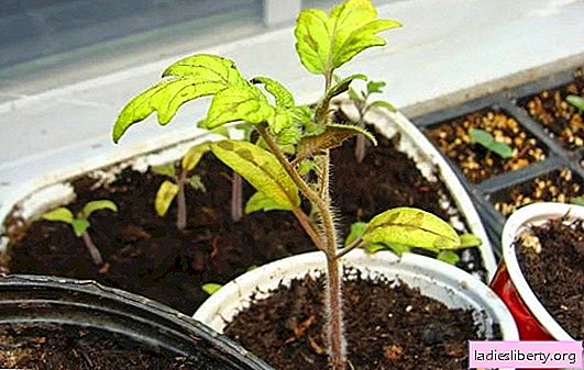 Tomato seedlings turn yellow: reasons for what to do. If leaves turn yellow at tomato seedlings: transplant, feed ... what else?