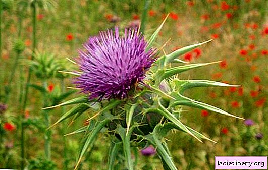 Milk thistle for weight loss: useful properties and contraindications. The effectiveness of milk thistle