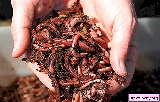 Cría de gusanos en el hogar (foto): ¿qué, por qué y cómo? Secretos de criar gusanos con éxito en casa