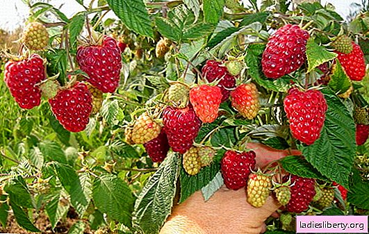 Repair raspberries - the best varieties grown in different climates. Features of care for remont raspberries