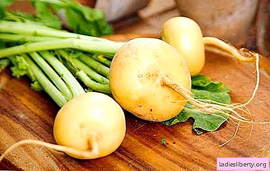 Turnip: useful properties for the human body. Turnip: contraindications and possible adverse reaction
