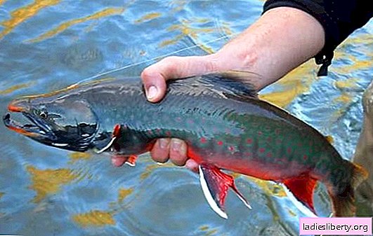 Le poisson Loach est un combattant peu connu avec des maux. Les avantages et les inconvénients du poisson de l'omble chevalier, l'utilisation du produit en diététique et en médecine