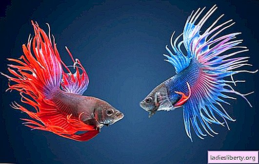 Cockerel: care and maintenance in the home aquarium. How to care for cockerel fish properly than to feed