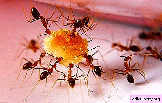 Red ants in the apartment - how to get rid? The reasons for the appearance of red ants in the apartment, options for their expulsion