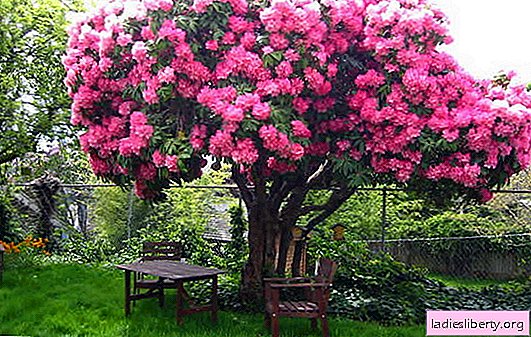 Rododendro: plantación y cuidado (foto). Características del cuidado del rododendro: selección de variedad, plantación, reproducción, vendaje