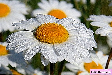 Chamomile - medicinal properties and uses in medicine