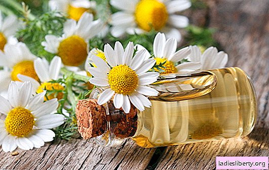 Chamomile: the benefits and harm of a plant familiar from childhood. Calorie, medicinal properties and the scope of chamomile pharmacy