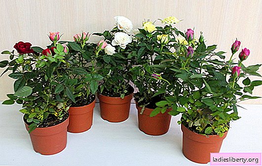 Rose home: home care. How to grow indoor roses in pots so that they bloom