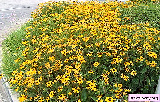 Rudbeckia: proper fit and proper care, tips with photos. Variety selection, cultivation and competent care for ore