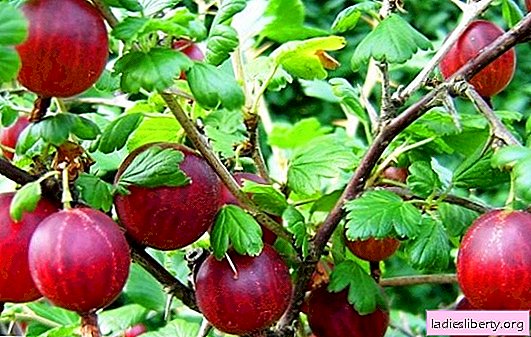 Garden gooseberry: useful properties and contraindications. How to use the beneficial properties of gooseberries