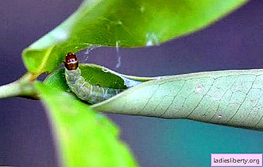 The most insidious pests of apple trees - photo. How to deal with pests on the apple: chemistry and folk methods