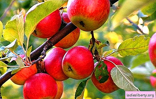 Las enfermedades más comunes de los manzanos: con fotos y descripciones. Todos los métodos de lucha contra las enfermedades en los manzanos: folk y científico