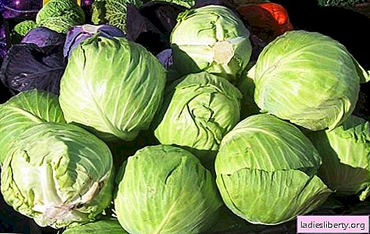 Secrets of storing cabbage: fresh and pickled. How to keep a cabbage crop at home.