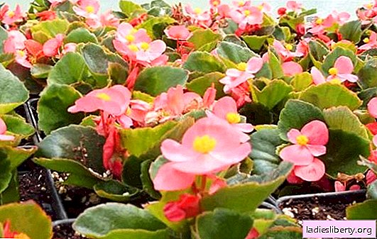 The secrets of growing begonias from seeds (photo): sowing, watering, feeding. Features of planting and care for begonias at home