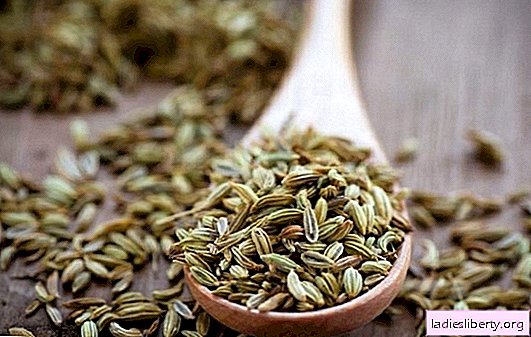 "Secret fruits" of fragrant garden greens. What you need to know about the benefits and harms of dill seeds?