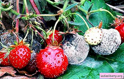 العفن الرمادي يدمر محصول الفراولة. كيفية حفظ التوت: طرق لمكافحة العفن ، والقضاء على الأسباب