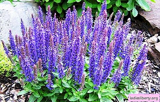 Sage: useful properties of the plant in folk medicine and cosmetology. How to use sage, contraindications