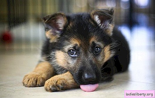 German shepherd puppies need good nutrition. How to balance the diet and how to feed German shepherd puppies
