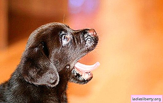 Puppies have grown up and their teeth are changing. How is the change of teeth in babies and how to help them