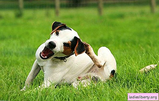 O cachorro constantemente coça: parasitas, alergias, doenças ou algo mais? Por que um cachorrinho constantemente coça e o que fazer