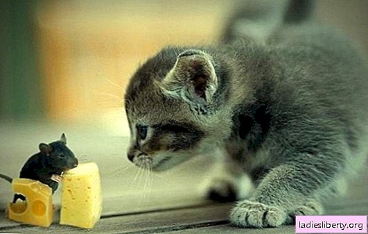 Cheese is good for kittens! How often can cheese be added to a kitten’s foods: what types of cheese and in what quantities are acceptable