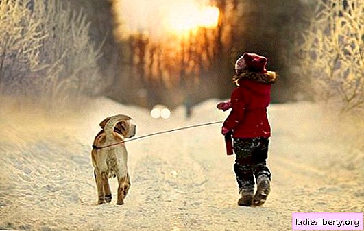 ¿Cuánto caminar con el cachorro diariamente? ¿Es posible que un cachorro no vacunado salga a la calle, con qué frecuencia necesita caminar con un perro pequeño?