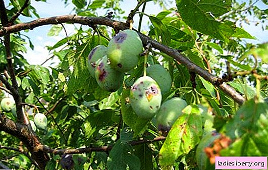 Plum: pests and diseases that threaten it. Planting and care of plums for the prevention of diseases and pests