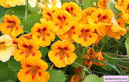 Juice, broth, infusion of nasturtium: how to cure bronchitis or cystitis? What helps nasturtium and who should refrain from it