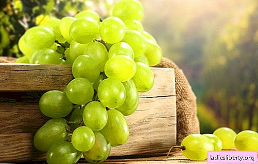 Bagas verdes ensolaradas de uvas brancas - benefícios e características de consumo. Os segredos do tratamento da uva branca, seus danos