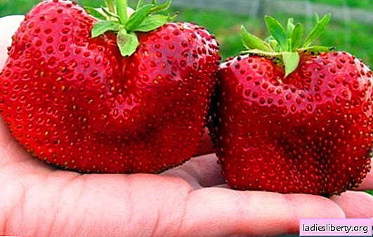 Variété de fraises de jardin "Chamorora Turusi": caractéristiques et photos. Caractéristiques de la propagation des variétés de fraises "Chamorora Turusi"
