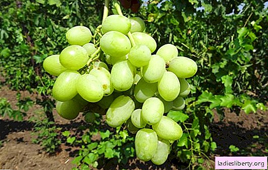 Talisman variedad de uva: fotos, especificaciones, características de siembra y cuidado. Cómo decorar tu sitio con un hermoso y dulce Talismán
