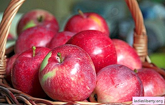 Variedade de maçãs da seleção tcheca "Campeão": descrição, foto, características. Sutilezas de crescimento Champion maçãs