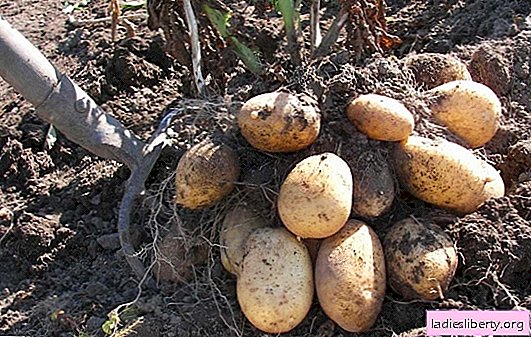 Variasjoner av hviterussiske poteter: fordeler, egenskaper, foto. Finessene til å plante hviterussiske poteter
